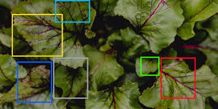 Plant Disease Detection AI/ML